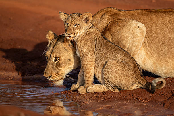 Lioness drinking and hanging around with her cubs in Zimanga Game Reserve near the city of Mkuze in South Africa