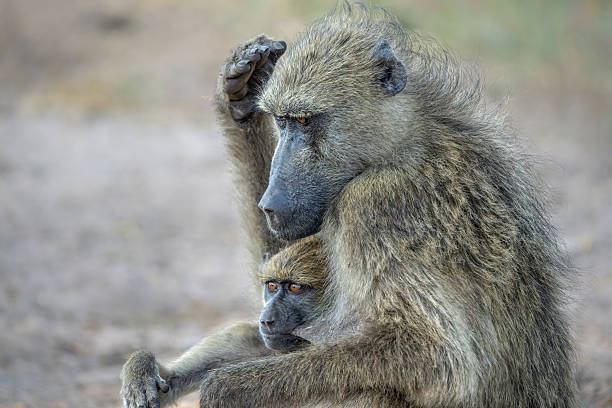 istock Chacma baboons in Chobe National Park in Botswana 2238519772