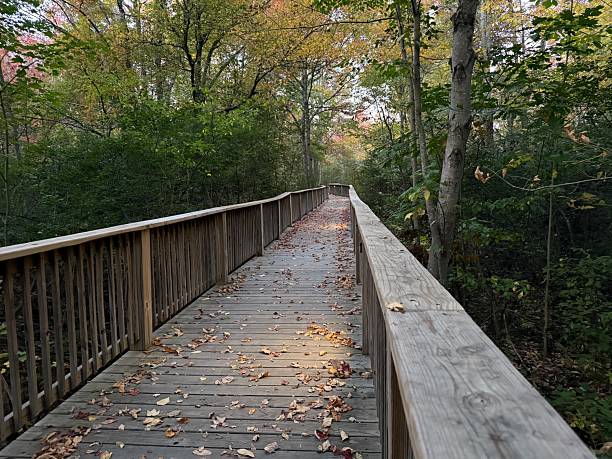 Elevated woodland boardwalk