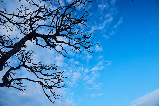 Silhouette Plumeria branch tree with vivid sky background