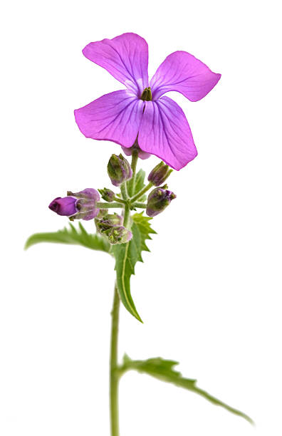 istock lunaria  annua flower 2238527998