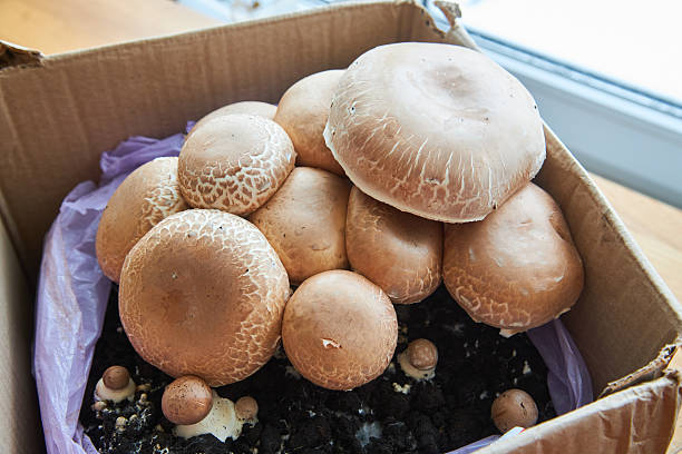 istock growing mushrooms champignon at home 2238528750