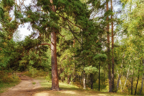 istock A beautiful pine tree on a bright and sunny day in an autumn forest 2238528838