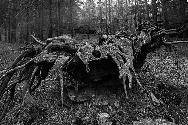 Forest ground texture with moss and branches found in a european forest