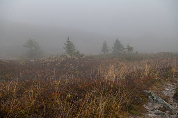 Atmospheric landscape featuring a misty mountain area with  pine trees and autumn-colored heath and grasses. The fog creates a moody and mysterious ambiance, softening the background and blending the horizon into the sky.