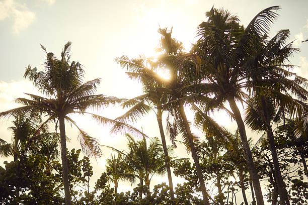 Sunlight shining through palm trees, creating a serene tropical atmosphere under a bright sky.