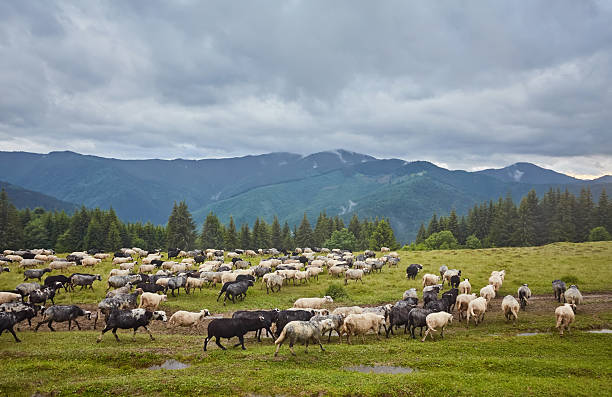 Flock of sheep grazing in a hill at sunset.