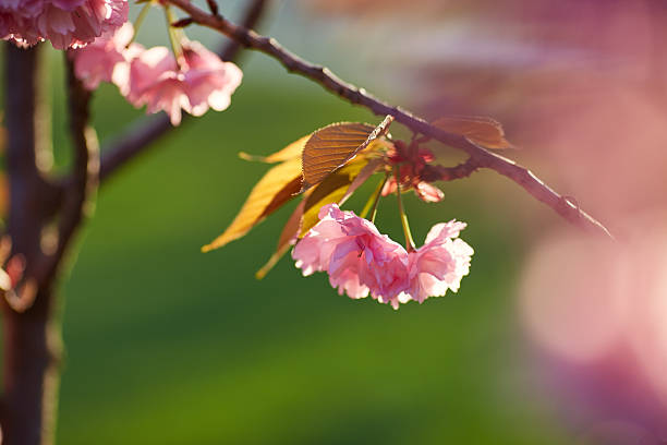 Springtime background with pink blossom. Beautiful nature scene with blooming sakura tree. Shallow depth of field.
