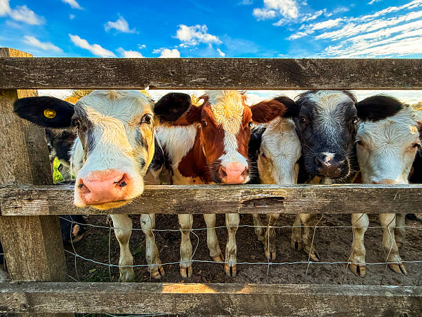 Three young cattle in a pasture on an island in the Wadden Sea