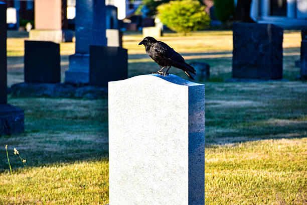 istock A crow perched on a tombstone within a Seattle cemetery 2238533508