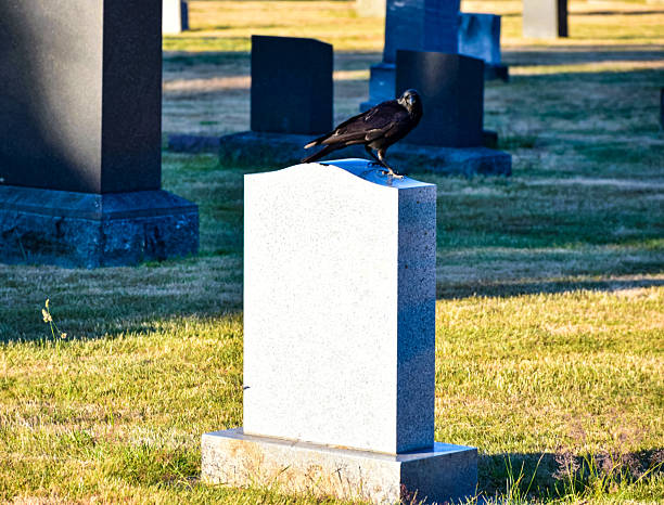 istock A crow perched on a tombstone within a Seattle cemetery 2238533548