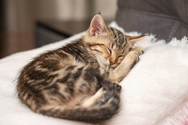 istock A small brown tabby kitten sleeps peacefully on a soft white pillow 2238534358