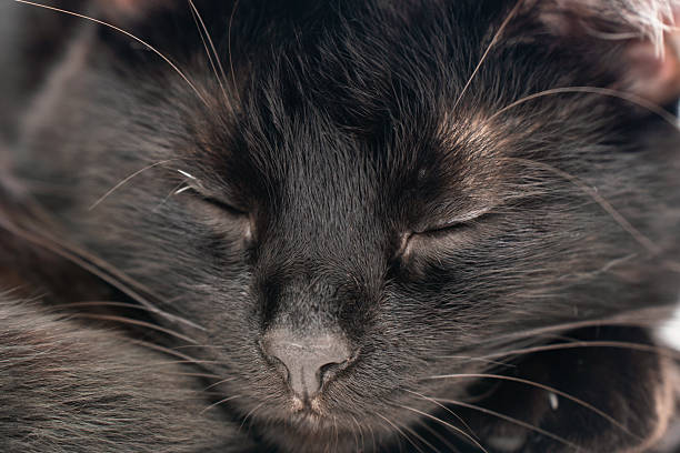 Black domestic cat muzzle closeup with closed eyes.