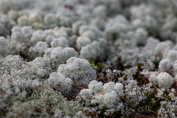 I was picking mushrooms in Isnäs, Finland and I saw lot of reindeer lichen. Reindeer lichen is a light gray, branching lichen that grows in northern boreal forests and tundra regions. It forms dense, carpet-like mats on the ground and is one of the most important winter food sources for reindeer and caribou. Reindeer lichen grows very slowly and is sensitive to trampling and air pollution, which makes it a good indicator of environmental health.