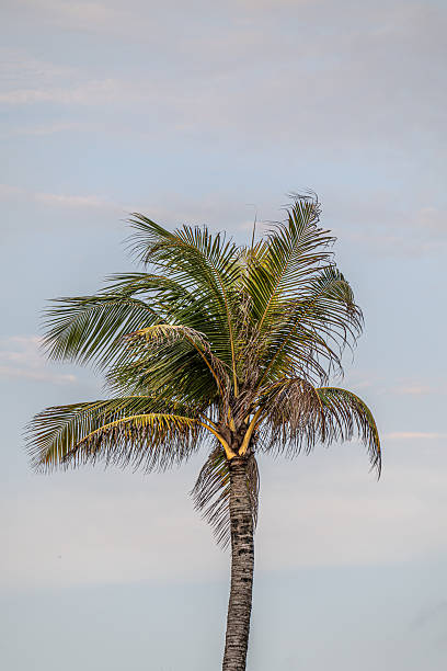 istock Palm tree on the beach in Canggu 2238537627