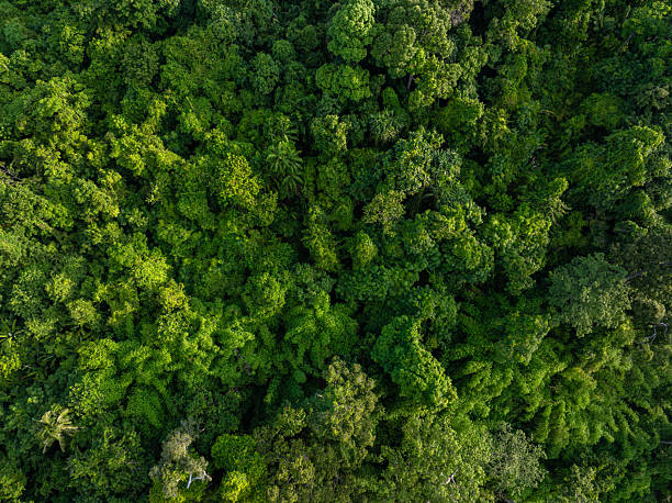 istock Aerial various green tropical tree rain forest mountain island 2238538540