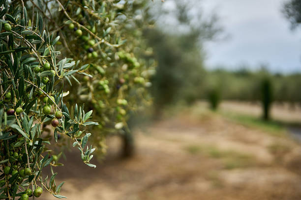 istock Olive tree branch, young green olives arranged in a row close-up on blurred foliage 2238538601