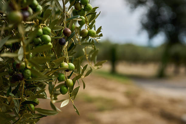 istock Olive tree branch, young green olives arranged in a row close-up on blurred foliage 2238538668
