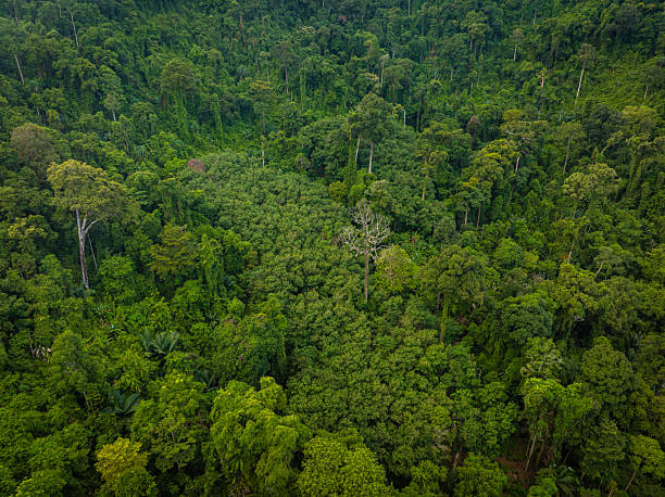 istock Aerial various green tropical tree rain forest mountain island 2238540512
