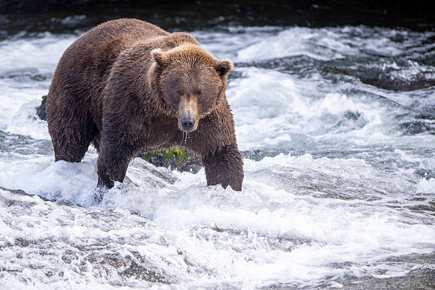 istock An Alaskan brown bear searching for salmon below Brooks Falls. 2238541828