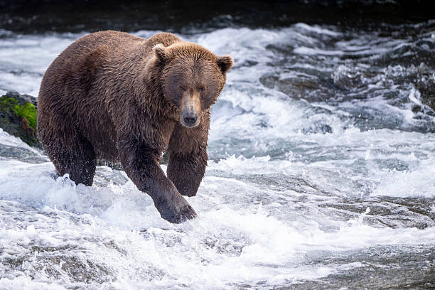 istock An Alaskan brown bear searching for salmon below Brooks Falls. 2238541830