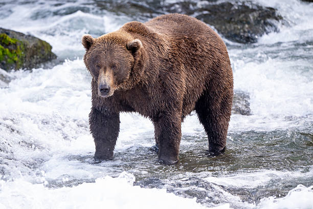 istock An Alaskan brown bear searching for salmon below Brooks Falls. 2238541835