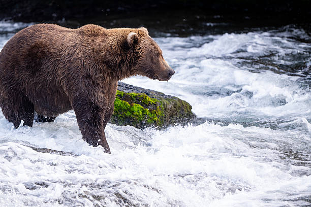 An Alaskan brown bear fishing for salmon in the rapid water just below Brooks Falls in September in Katmai National Park