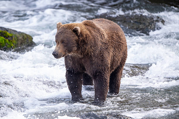 istock An Alaskan brown bear searching for salmon below Brooks Falls. 2238541842