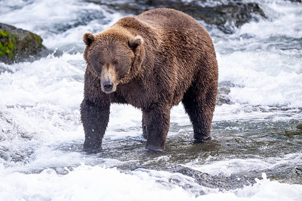 istock An Alaskan brown bear searching for salmon below Brooks Falls. 2238541852