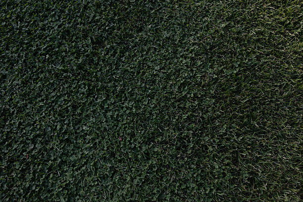 a green bush with a red fire hydrant. texture