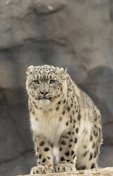 istock Snow Leopard Stands Proud On Rocks 2238543189