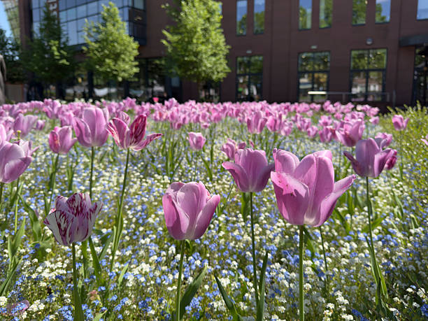Pink Tulips in a Bright Garden Bed Near a Modern Office Building Campus