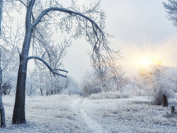istock Snowy winter forest with tall pines and beautiful snowy coniferous trees. 2238543573
