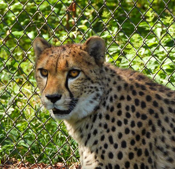 istock Close up of cheetah 2238543661