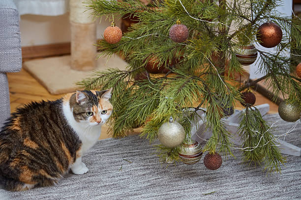 istock adorable cat with christmas decorations at home 2238544725