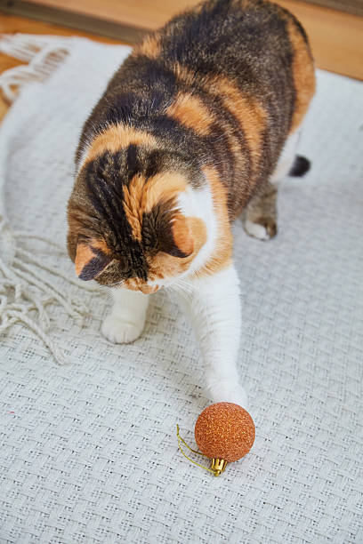 istock adorable cat with christmas decorations at home 2238544739