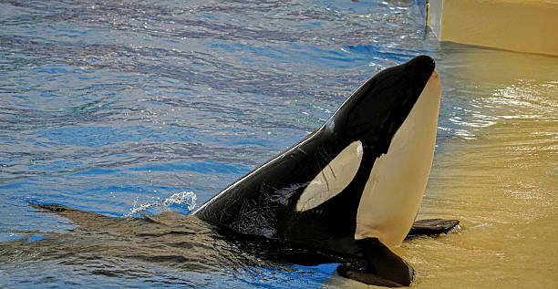 Orca