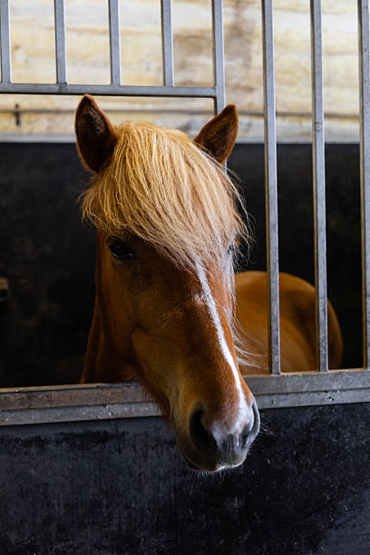 istock Brown Icelandic horse 2238545299