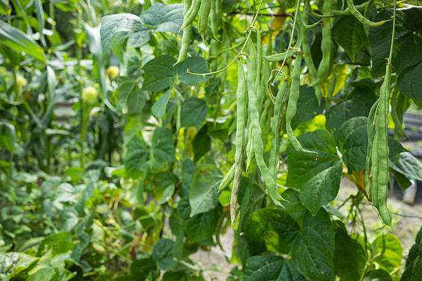 Vigna unguiculata also known with common name cowpea, black eyed pea, asparagus bean with green immature beans hanging on the plant commonly used as vegetable of it's edible bean