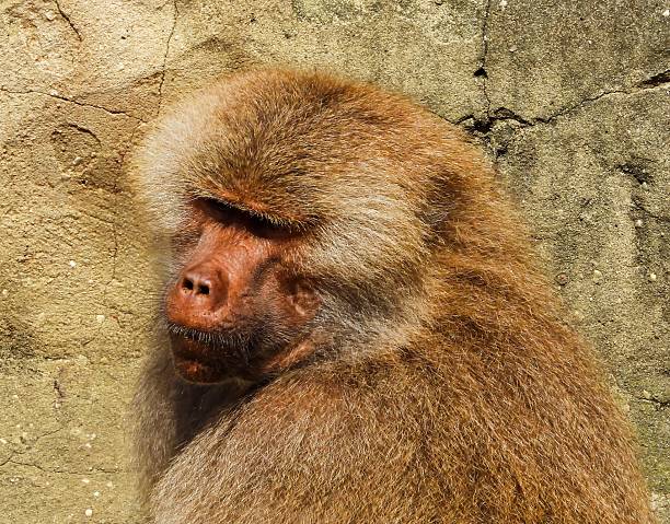 Baboon (Papio)