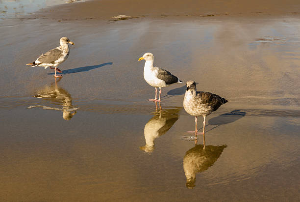 Two Herring gulls wade on shallow water along a Cape Cod beach on a warm October afternoon.