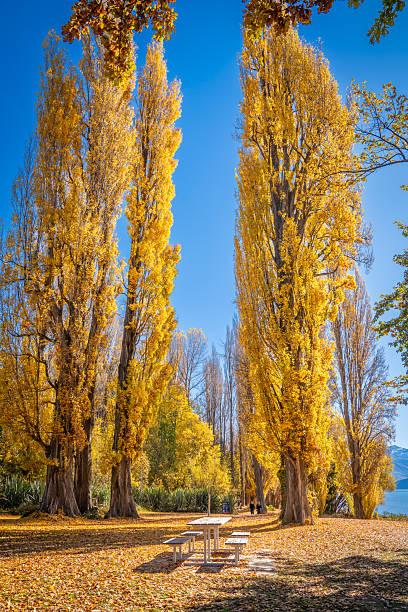 istock wanaka lake autumn 2238546760