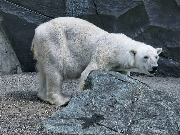 istock Polar bear standing on rocky surface in zoo habitat 2238547134