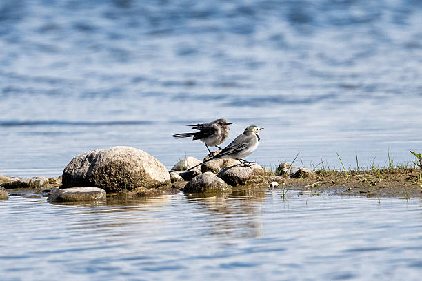 istock Two White Wagtails Sitting On Rocks 2238548055