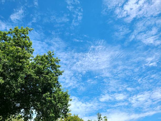 Green trees in the bottom left corner, leaving copy space in the right region of the image with cloudy sky.