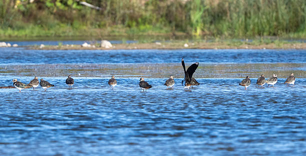 istock Large Flock Of Northern Lapwings On Rocks 2238548532