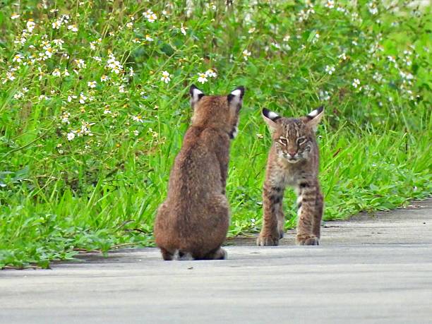 istock Bobcat (Lynx rufus) - kittens in the road 2238549215