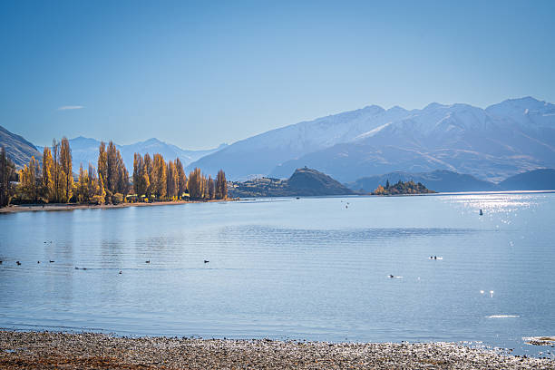 yellow colorful autumn leaves tree along wanaka lake with snow cap mountain range background in sunny day is very beautiful landscape view South Island New Zealand