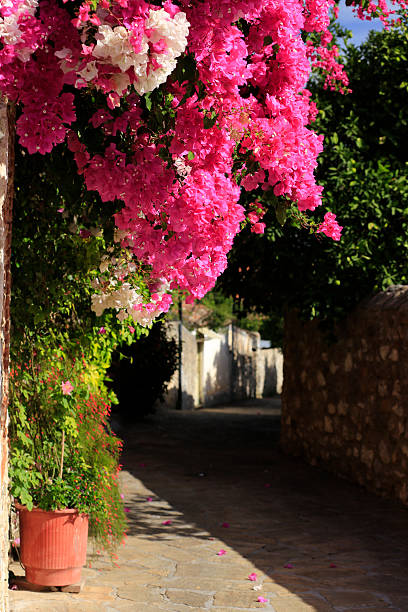 istock Pink & White Bougainvilleas in close-up. 2238550556