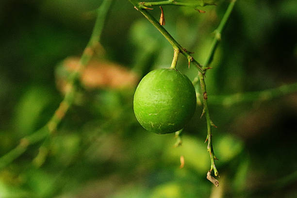 istock green lemons lined up on a leaf catch the day light. Fresh green lime fruit hanging from branch. Green lemon is citrus fruits on a branch with garden nature background. A ripe Eureka lemon on a tree. 2238550577